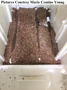 Worms For Worm Farms And Fishing Bait 2 fridge drain gravel      